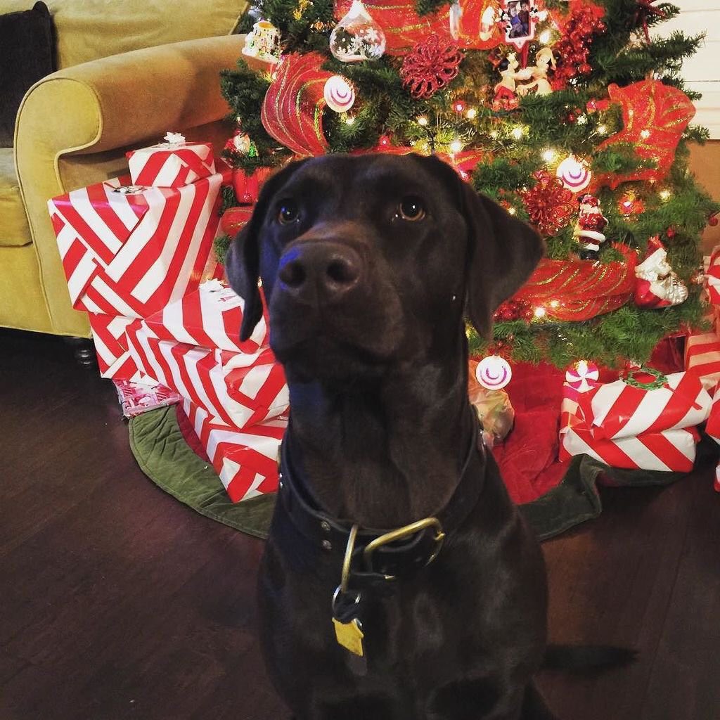 DHDogs tweet picture