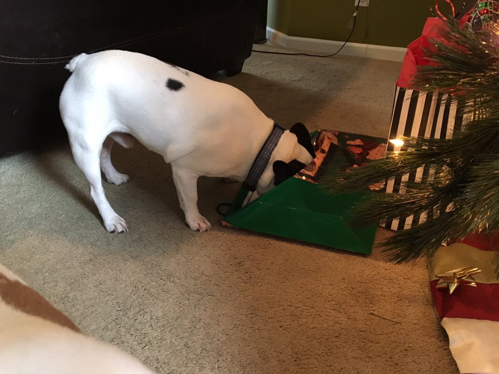 HugotheFrenchie's tweet image. Merry Christmas! I hope your day is full of Nylabones &amp;amp; peanut butter cookies. Now back to my bag.