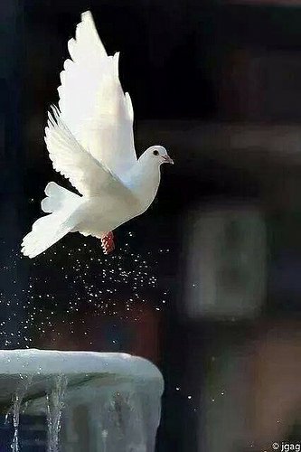 akarki558's tweet photo. शान्ति लुकाउँ कहाँ ?
थोरै मात्र बँचेको यो शान्ति लुकाउँ कहाँ ?? https://t.co/A9rRCLWfVB