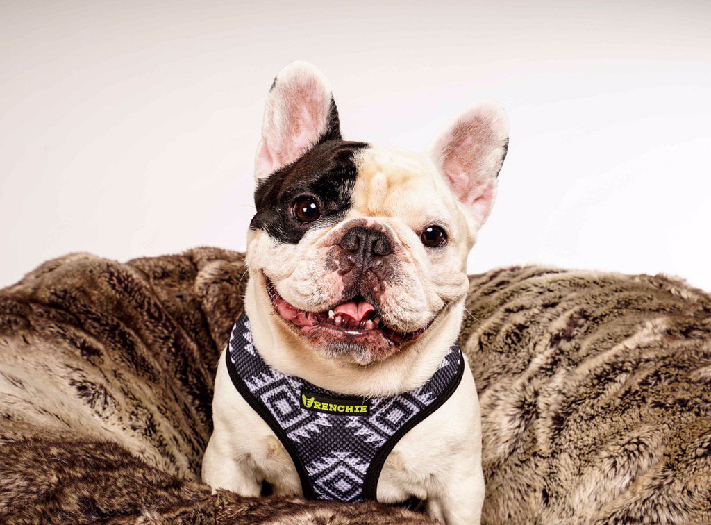 FrenchieManny's tweet image. Hi everyone. I'm giving away leashes and harnesses today for XMas! To enter, retweet this and follow @FrenchieBully
