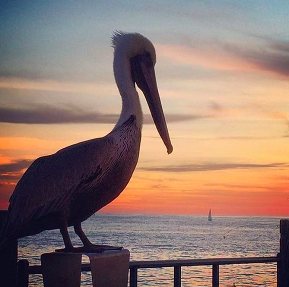 Merry Christmas from OUR favorite dwellers. :) Photo Credit: Kelly Gajewsk