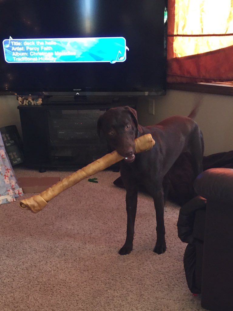 houkjanell's tweet photo. Someone's happy this Christmas morning!!  #willonlylastaday https://t.co/vqBx87cTkn