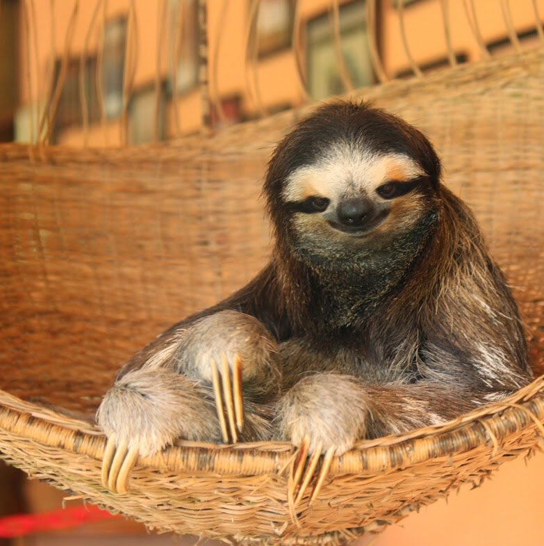 electrocommons's tweet image. Full Communism is cuddles with a sloth #fullcommunismis