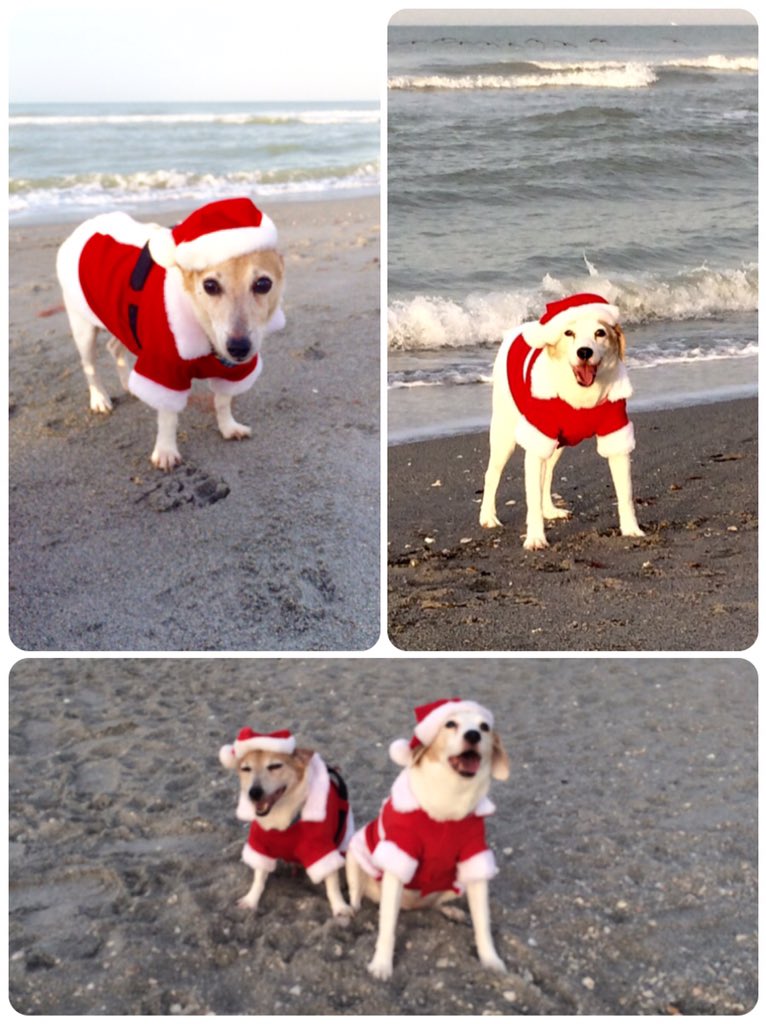WendyMichelleC's tweet photo. #SandyPaws #Christmas #JakeSmurf #PrincessPhoebe #Pickles #JackRussell @DominicFabiscus ๐พโค๏ธ๐
๐ผ https://t.co/oJNJB5WnC4