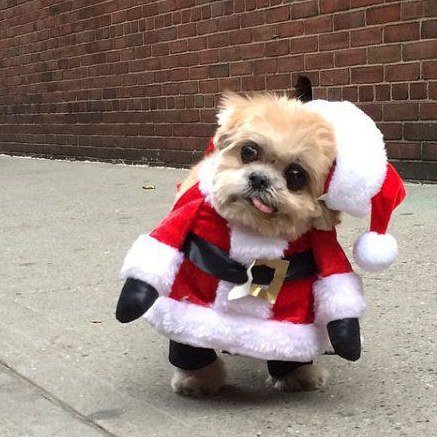 TeeDunk's tweet photo. Merry xmas all! Hope you have some lovely time off with your friends and family ☺☺☺ #xmas … https://t.co/ynzC1DnL0Z https://t.co/QJKd4tpLqb