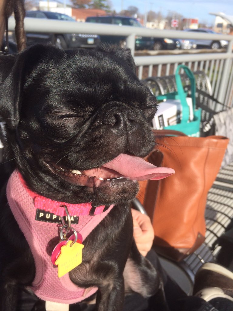 PugShimmy's tweet photo. Santa radar: engaged https://t.co/1XJU75xfUg