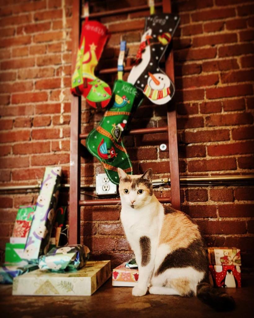 gdestefano's tweet photo. Merry Christmas from @mplacko and @gregdestefano !! This is Cali in front of our non-secul… https://t.co/EO2joxKepA https://t.co/CvwNDf02st