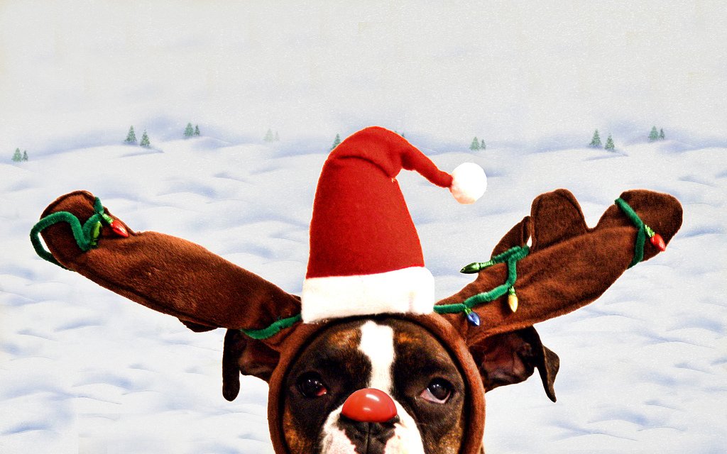 AlleghenyVet's tweet image. Merry Christmas from all of us at Allegheny Veterinary Associates!