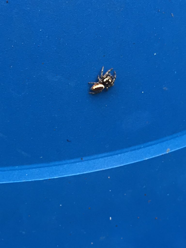 seedturd's tweet photo. found a golden spider rt for 10 years of good luck https://t.co/xI9gQ50ZxD