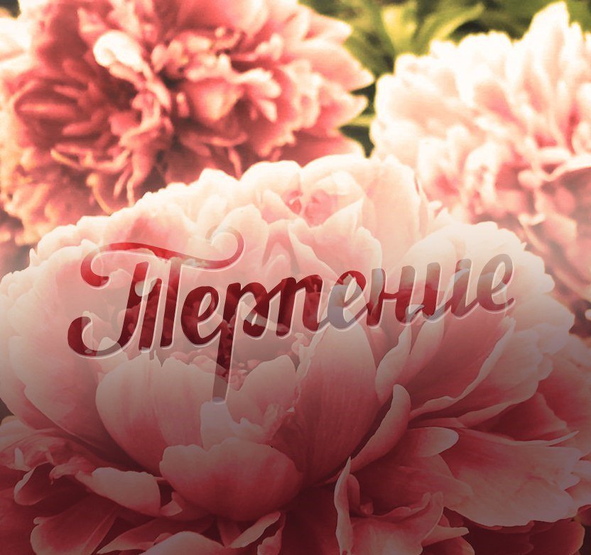 Netadver's tweet image. 