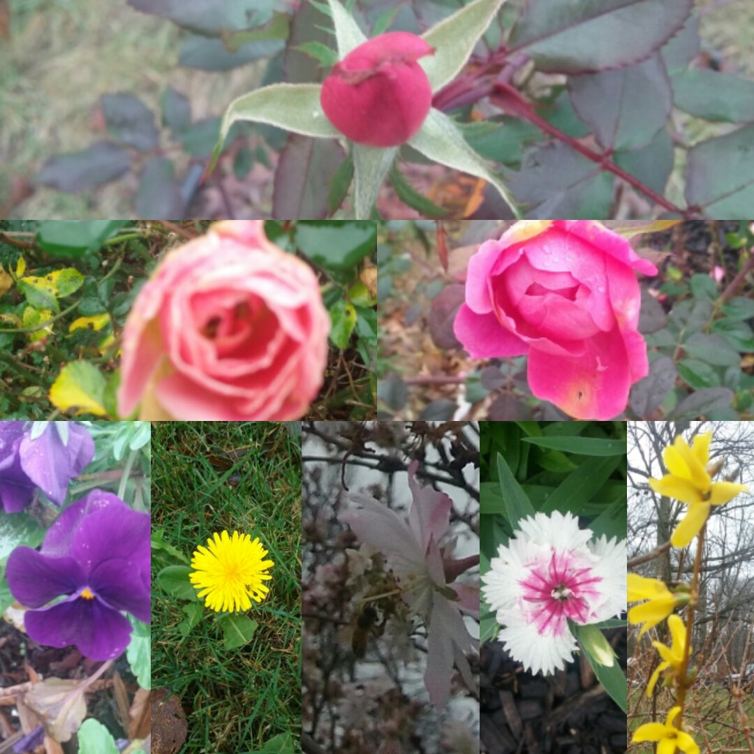 ChrisDudley85's tweet photo. .@dotearth #LoHowARose #Christmas bloometh. #rose #pansy #dandilion #honeybee #forsythia All photos Christmas Day https://t.co/Qadk3hegvt