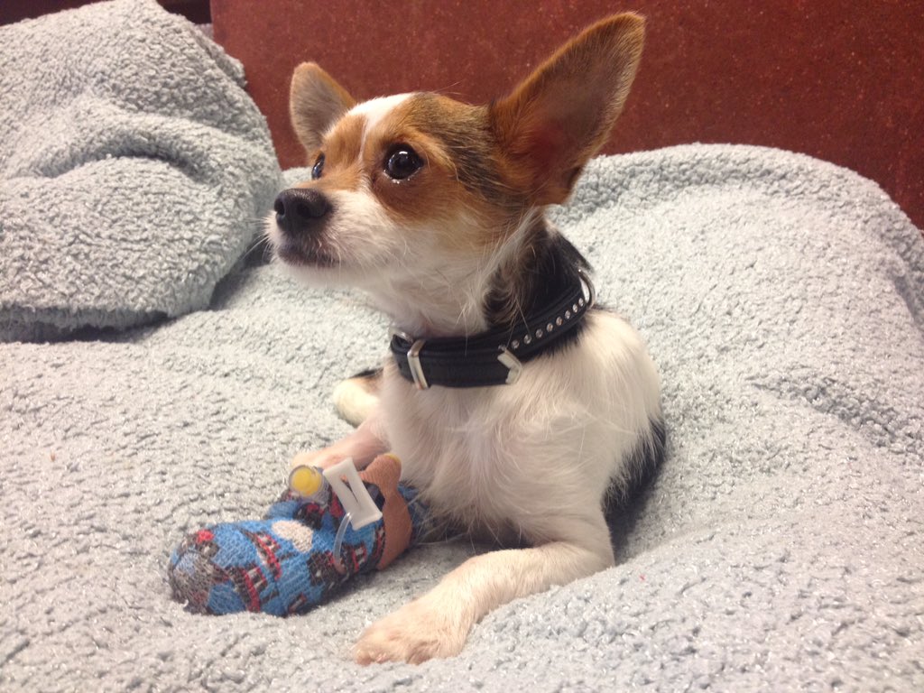 Feisty 'Billo' recovering from his knee surgery @BDCH #itv #pogdogs Model patient!