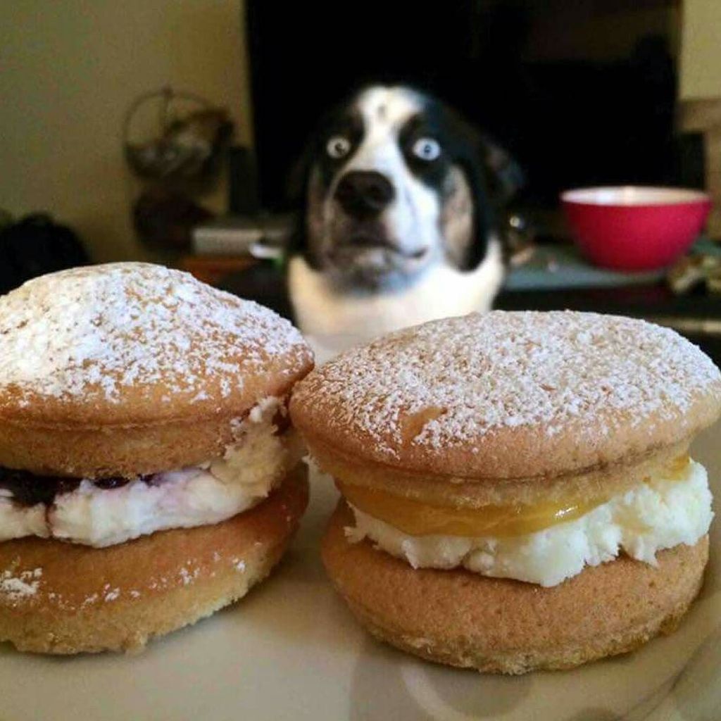When you're waiting to eat on christmas.. #tastycakes #merrychristmas #bigeyes #hungryeyes ift.tt/1ZsGaLz