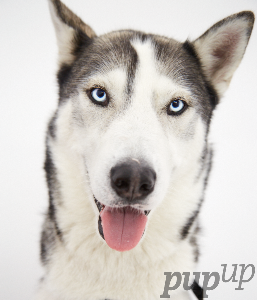 PupUpStudio tweet picture