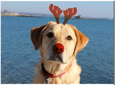 TuckProblems's tweet image. Happy HOWLidays!! 🎄❤️🐶 #tucklife