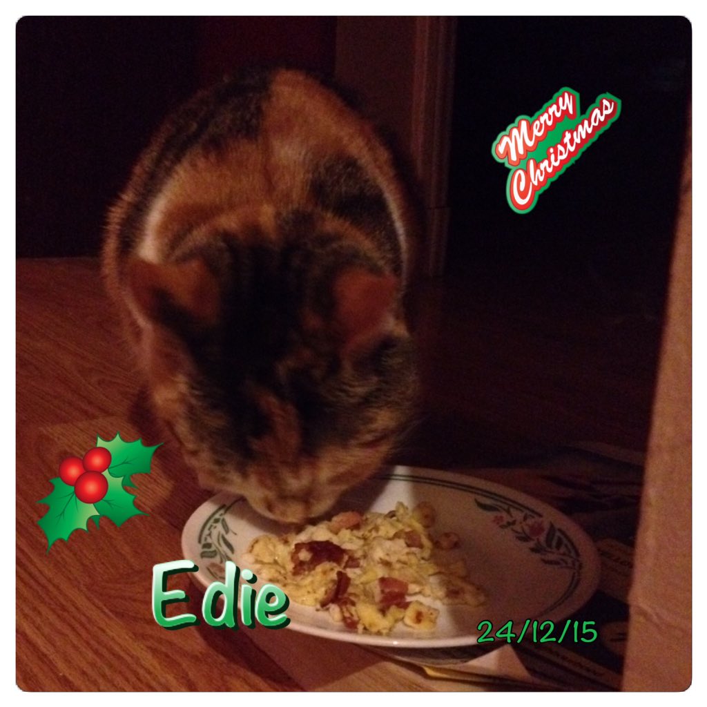 GruntsRUsCda's tweet photo. 🎄 Merry Christmas, everyone! Here we are enjoying our Christmas treat Mommy made us last night. 😻 https://t.co/apAFBOjXOM