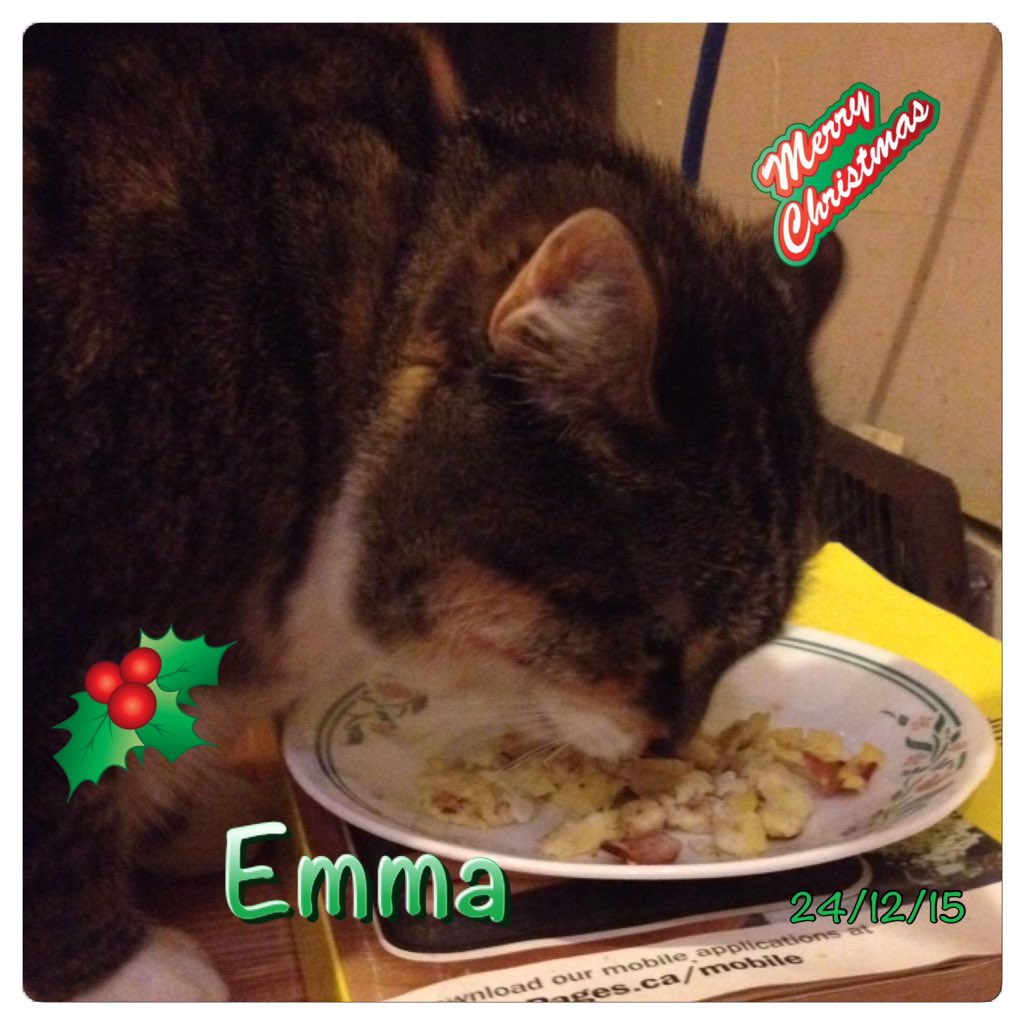 GruntsRUsCda's tweet photo. 🎄 Merry Christmas, everyone! Here we are enjoying our Christmas treat Mommy made us last night. 😻 https://t.co/apAFBOjXOM
