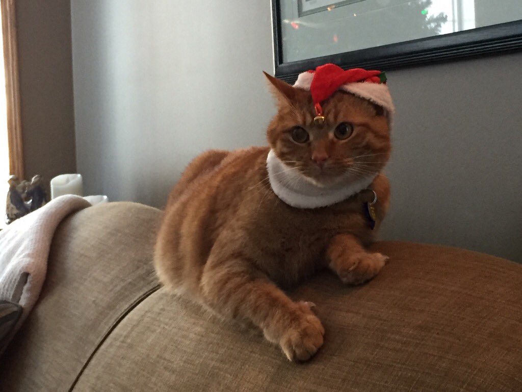 bbrown7774's tweet photo. #Christmascat https://t.co/3fXEIlaxJh