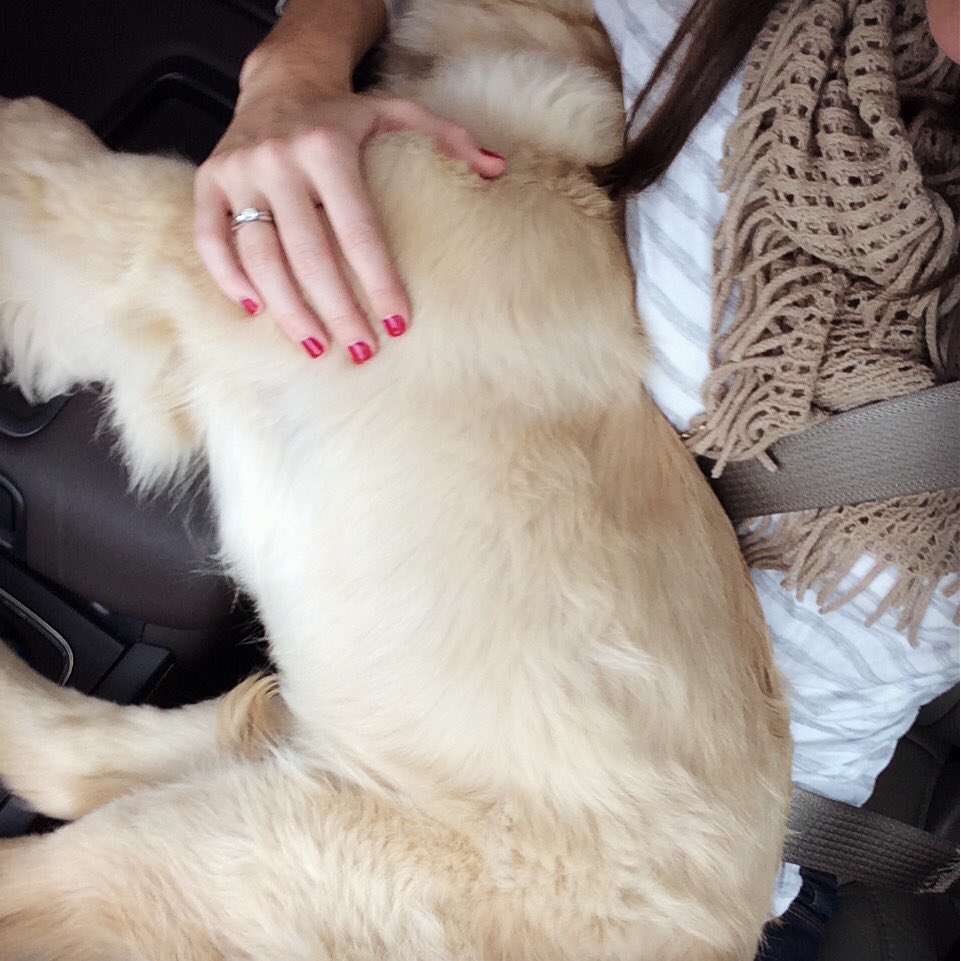ShineTime50's tweet photo. This our lap dog, Lacy. We're not sure she's aware that she is almost 40lbs.#lifewithlacy #growinggolden @t_willy18 https://t.co/2SvNrqdYyQ