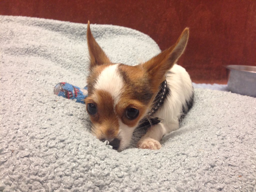 ...and not feeling quite so brave... #bdch #pogdogs