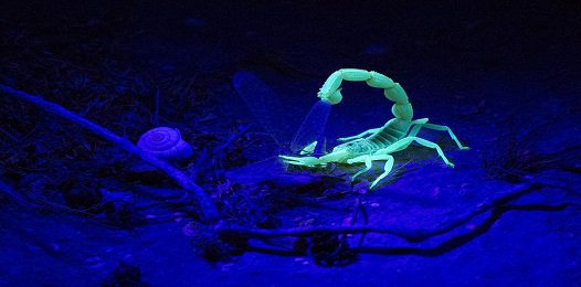 FavoriteTrips's tweet image. Настороженность