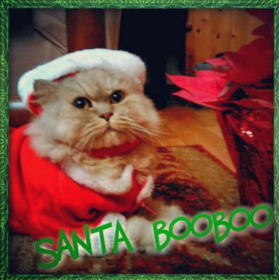 RachaelBooks's tweet photo. Happy Holidays and #MerryXmas from your #SingleAndChildless Twitter friend and her #cat, #BentleyBooBoo https://t.co/PBvBWfN4bB