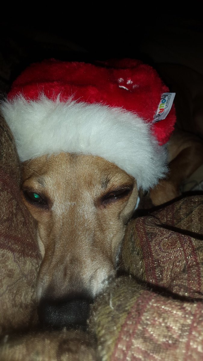 Mayelf7's tweet image. Merry Christmas everyone!