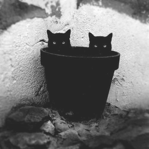 GrievingPain's tweet image. •New oc
•Not new to Rp
•Not new account
•#warriorcatsrp
•#rt?
"Hush... Do you hear the beauty of silence yet?"