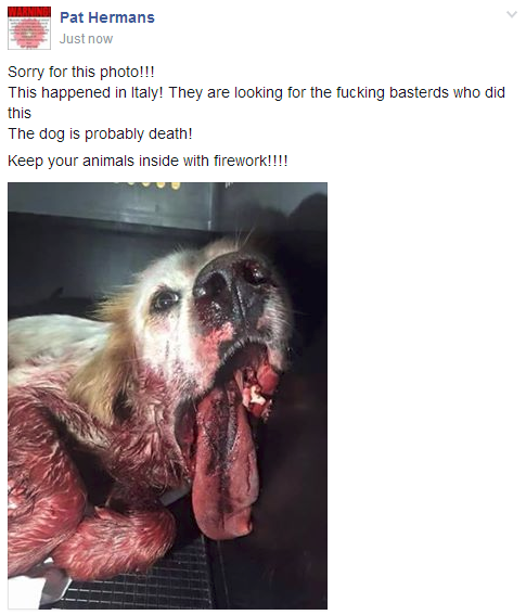 Freja_Petersen's tweet photo. Sorry for this photo
This happened in Italy
Keep your animals inside when fireworks around
https://t.co/ha4fiwawXY https://t.co/38GIN3Kdbm