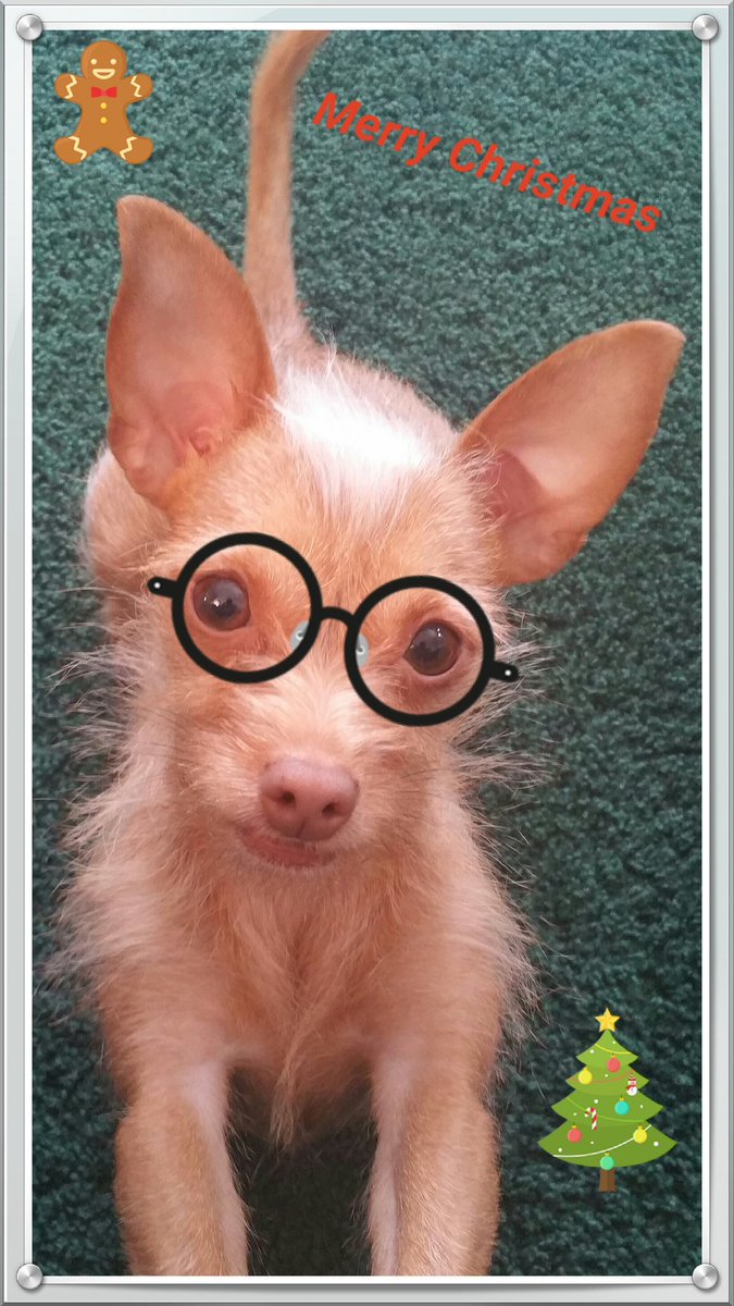 UImages's tweet image. Merry Christmas to all!
#daisythechihuahua #dogsoftwitter #merrychristmas #family #love #smalltown #haveagreatday