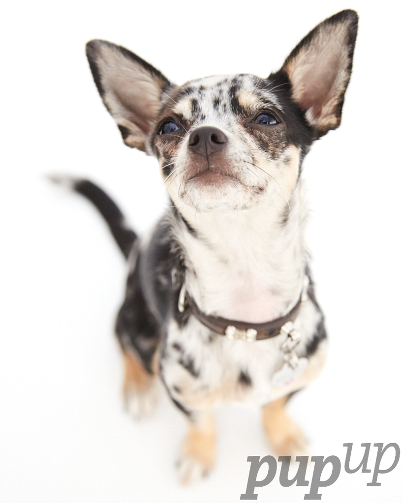 PupUpStudio tweet picture