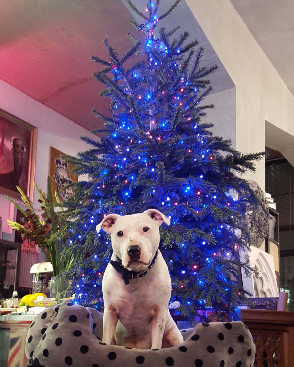 GordonRehomed's tweet photo. Happy Christmas everybody! ❤️ #christmas #dog https://t.co/gMtAnL2t3y