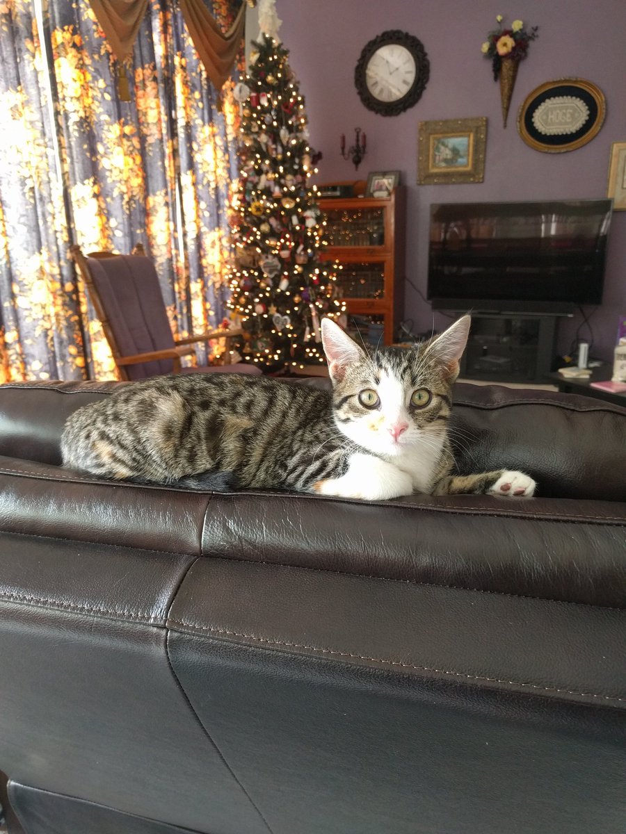 msfeatherwriter's tweet photo. A baby's first Christmas. #sickofDalishyet? #BECAUSEIMNOT https://t.co/0X18zaGWFG