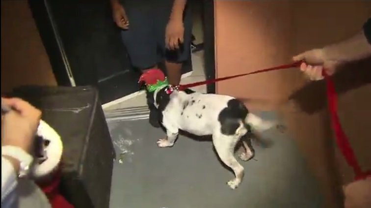 Animal shelter delivers dogs, cats as Christmas presents bit.ly/1MzyRIM?utm_me… https://t.co/wTsByQAXVL