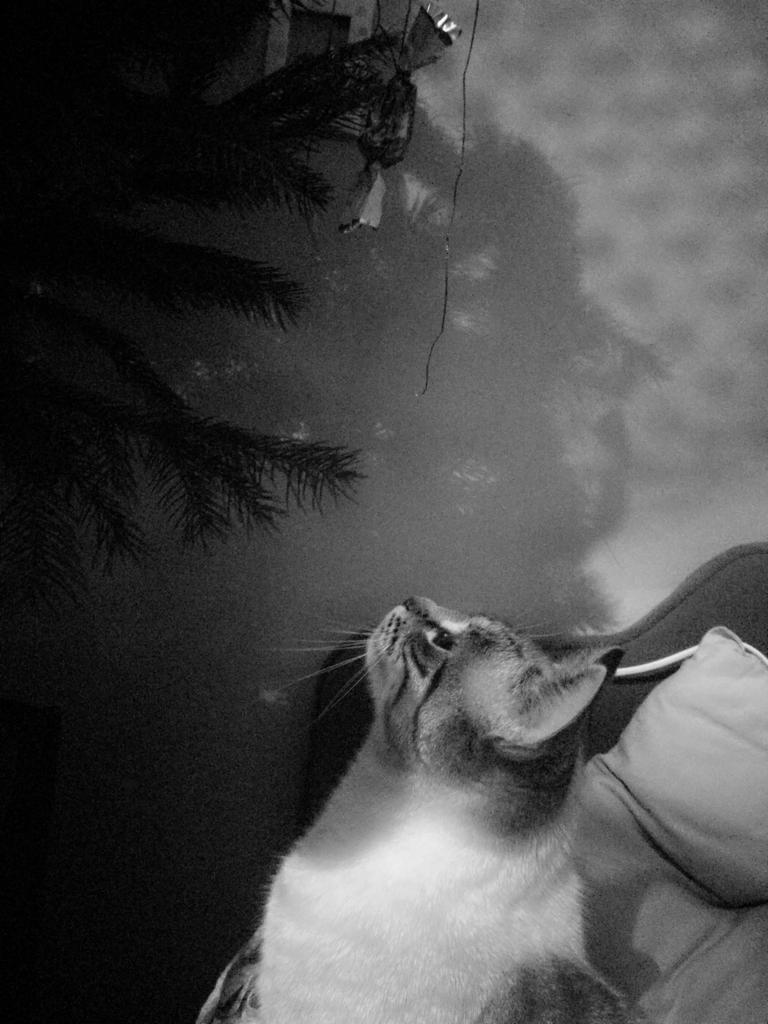 Rebeka Nemeti Nemetibekka Twitter