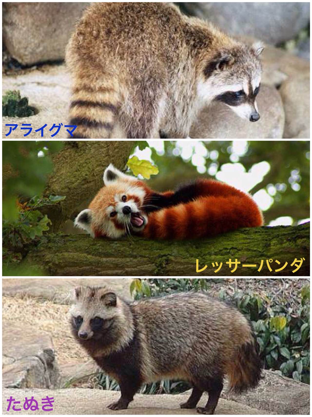 アライグマ と レッサーパンダ の 違い