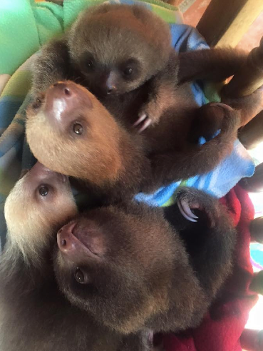 toucanrescueranch.org   #TravelTuesdays #Sloths #Toucanrescueranch  awesome place!!! Hugs, Z.