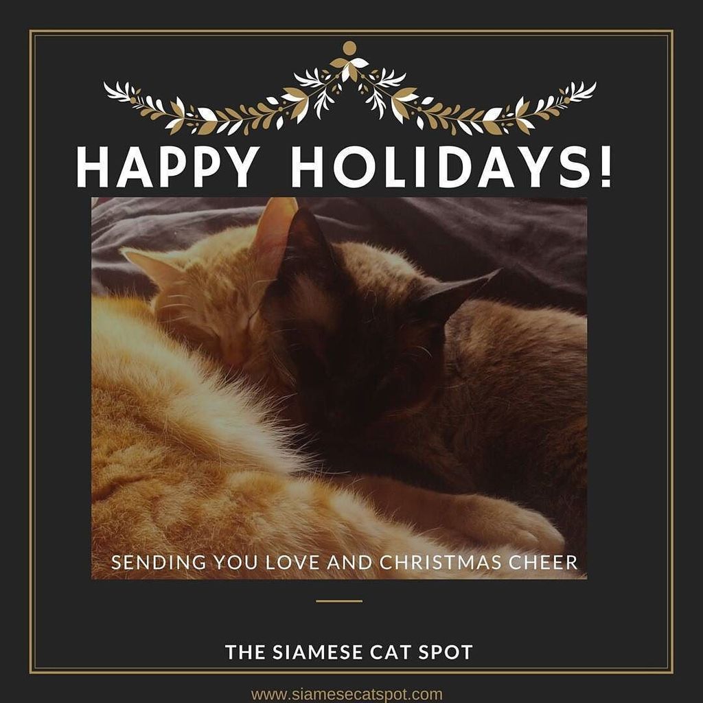 SiameseCatSpot's tweet photo. Meowy Catmas! 🎁🎉🎆 #merrychristmas #Siamesecatspot https://t.co/YgLff0g9ad https://t.co/UWZwuHLTuX