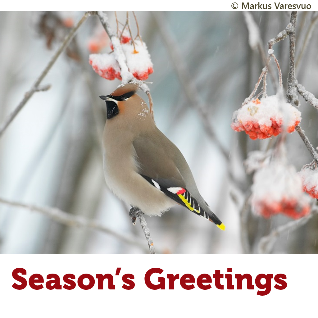 BirdLife_News's tweet photo. Christmas is a good time to be thankful for all that brings light to our lives https://t.co/p4zDOReFqm