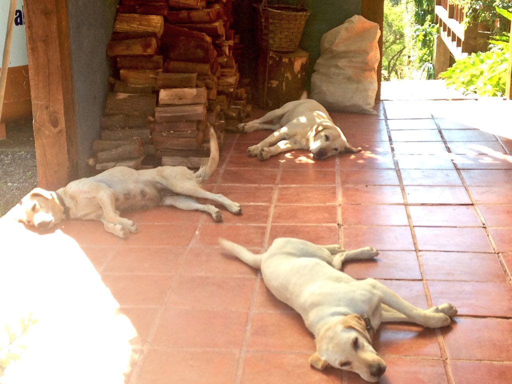DelPerez's tweet photo. La familia perruna también se relaja! 🐶🐶🐶
#Varua #Pokitea #Uka https://t.co/cT7Y9vxlcT