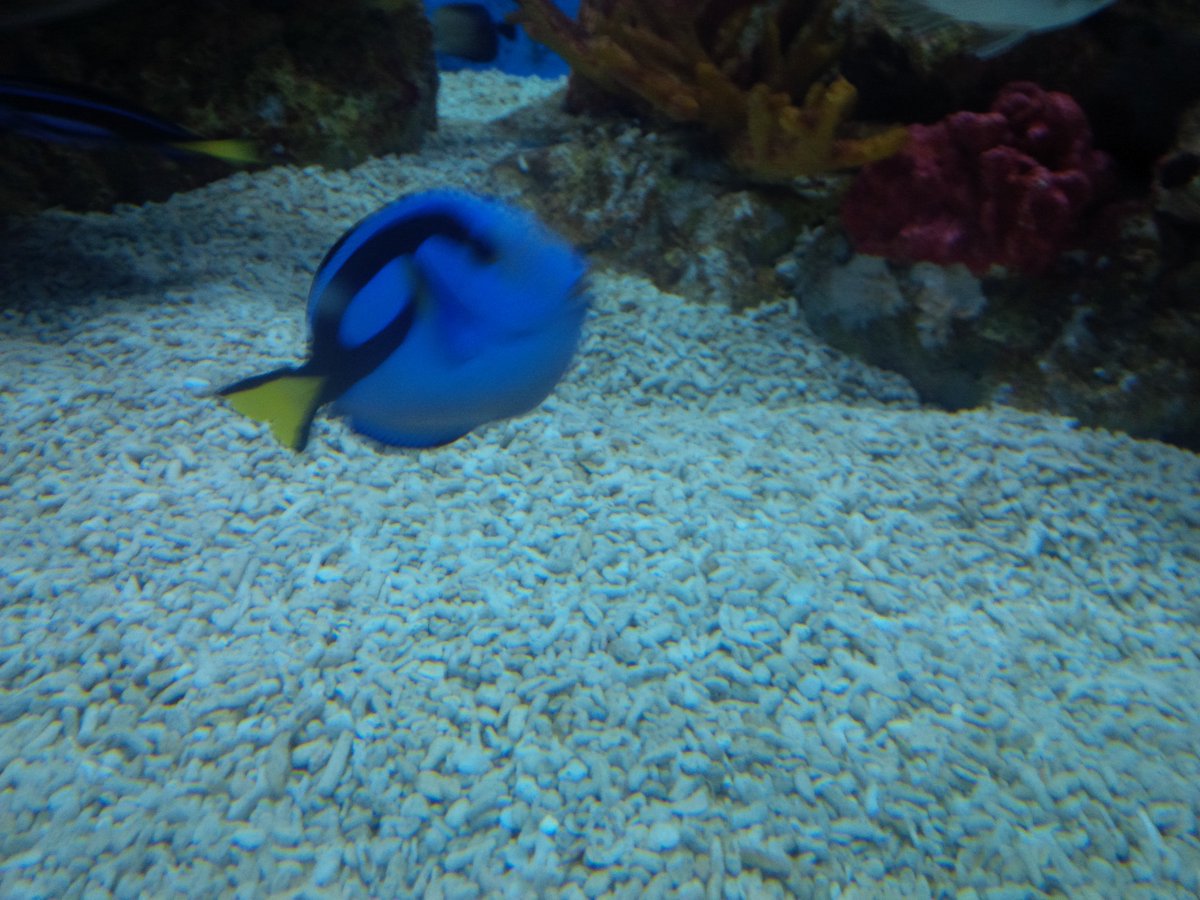 baypogimd's tweet photo. Dory... @ManilaOceanPark 😀 https://t.co/Hde3yX6kGk