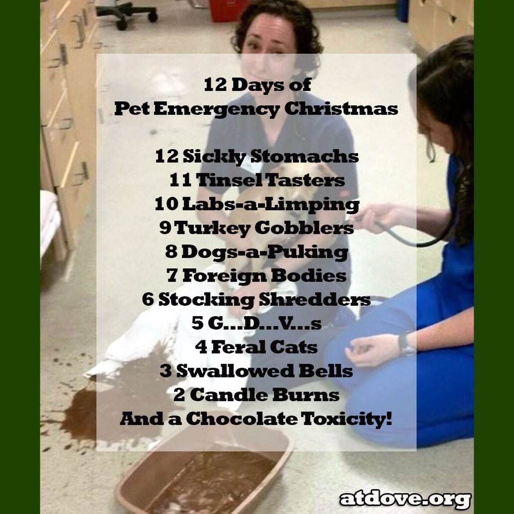 TotalPreVetMove's tweet photo. #12daysofchristmas #vetmedstyle https://t.co/tNHwVPHPzg