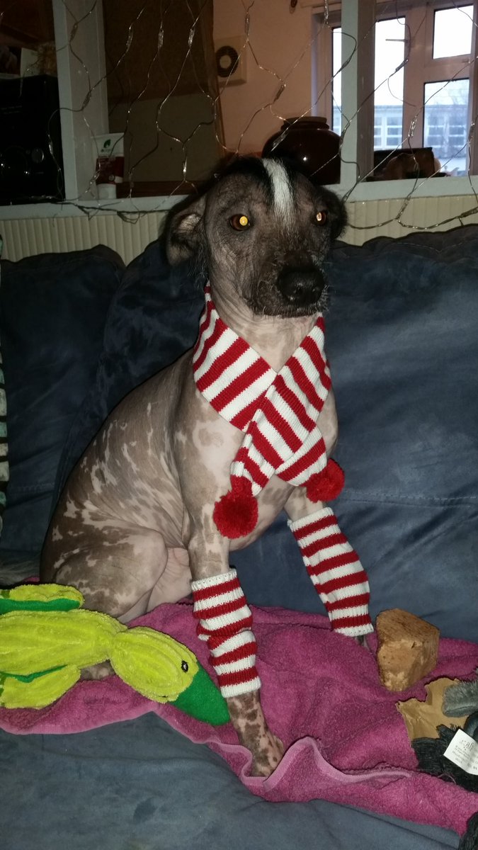 Ju_Xolo's tweet photo. They made me look stupid. So I refused to look at the camera &amp; smile nicely. #presents #DogsAtChristmas  #JuJu https://t.co/EBUDr4911s