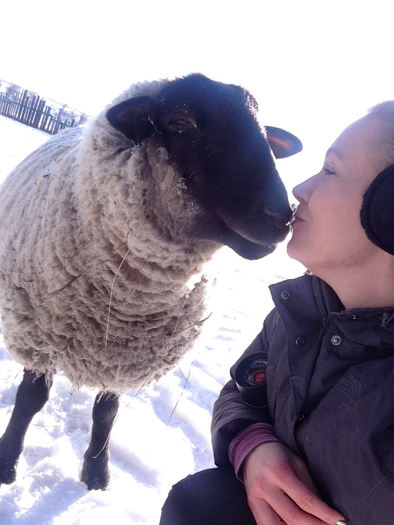 Courtney_YYC's tweet photo. Another shot from Christmas at @AliceSanctuary today! Someone was feeling the holiday love ❤️ #vegan #alberta https://t.co/jUc7SGAscs