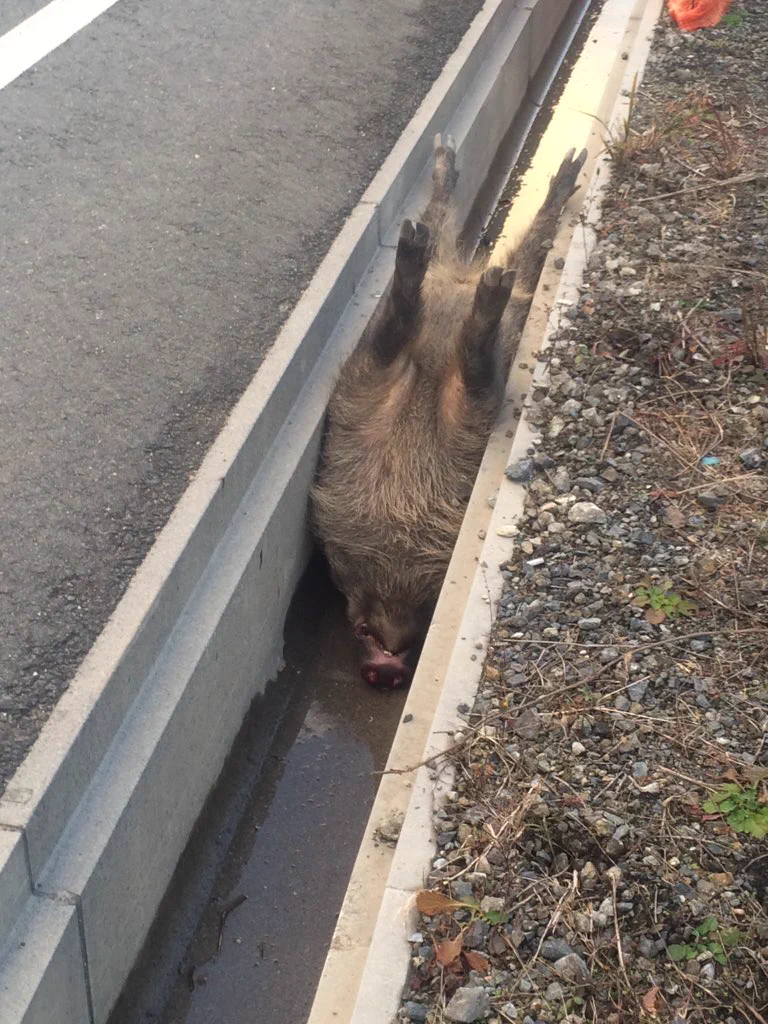 【衝撃】これマジ？！イノシシよ、どうしてこうなった【画像】