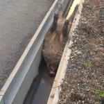 【衝撃】これマジ？!イノシシよ、どうしてこうなった【画像】