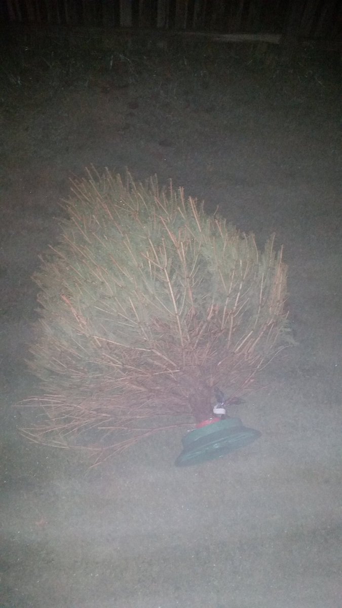 scothoffman's tweet photo. Xmas is over!!! #WorstTreeEver!! https://t.co/90ZcaJ5FT0
