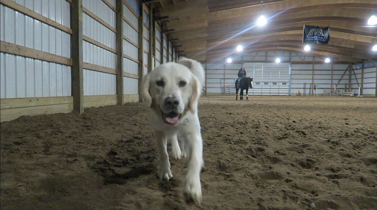TmarTn's tweet photo. Cooper meets a horse https://t.co/5Pgc4jFyCq