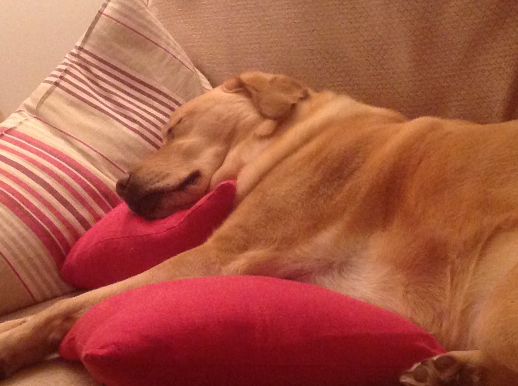 charlie_lab's tweet image. Christmas is so tiring...zzzzz