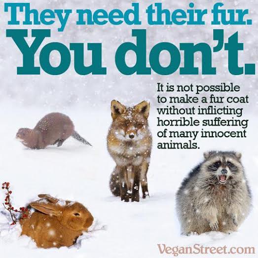 VeganCommunity on Twitter: VeganCommunity on Twitter: